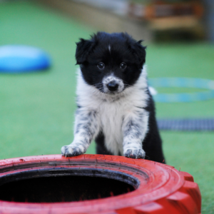 Collie climb on red tyre C2H online dog training