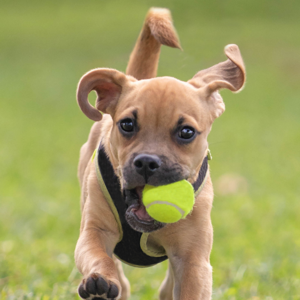 Online Puppy Training Course