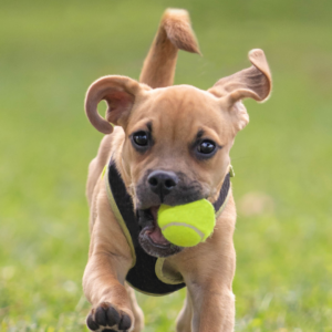 Puppy with ball C2H online dog training