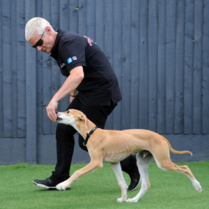 hound heel work C2H online dog training