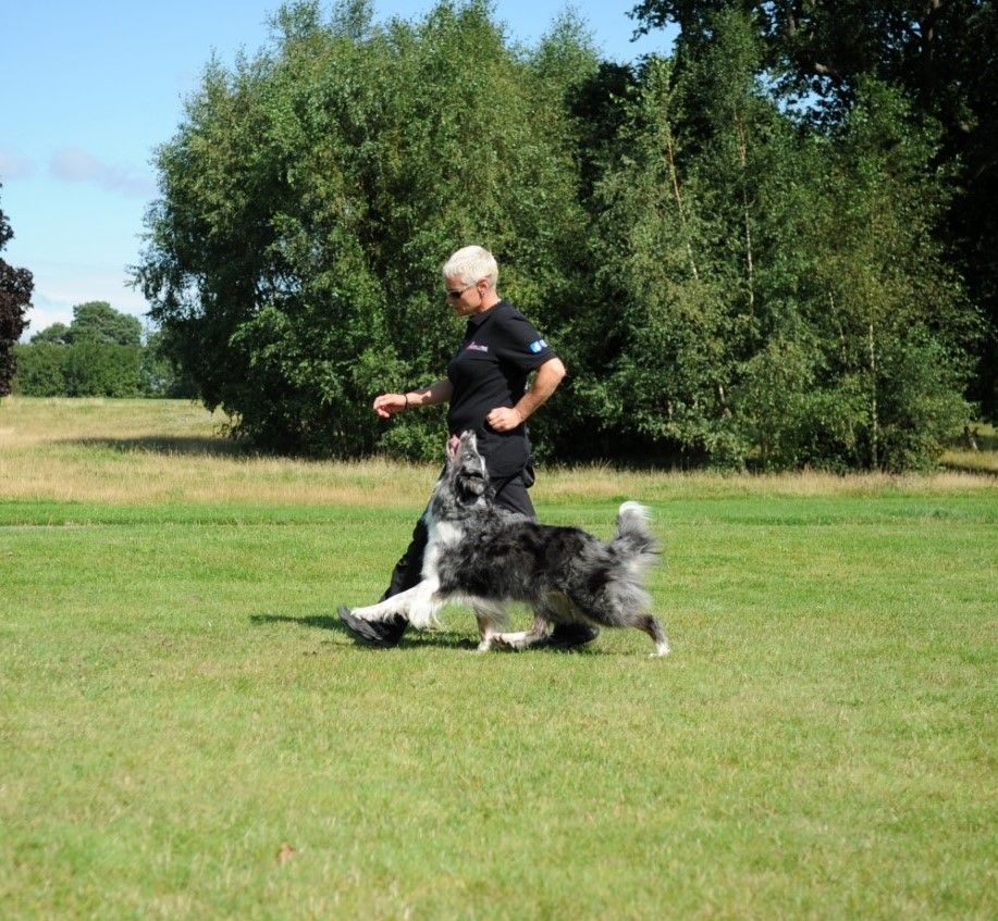 Best heel work collie C2H online dog training