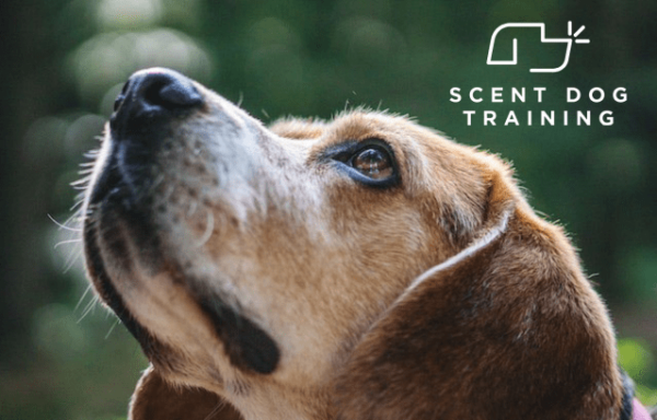 Scent dog training image for course